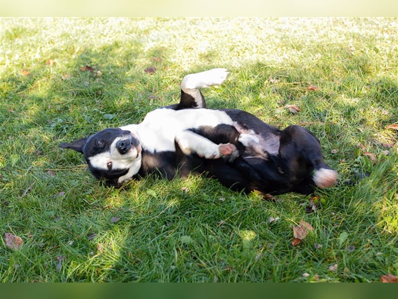 Rocky ist ein Listi und richtig brav und lieb.