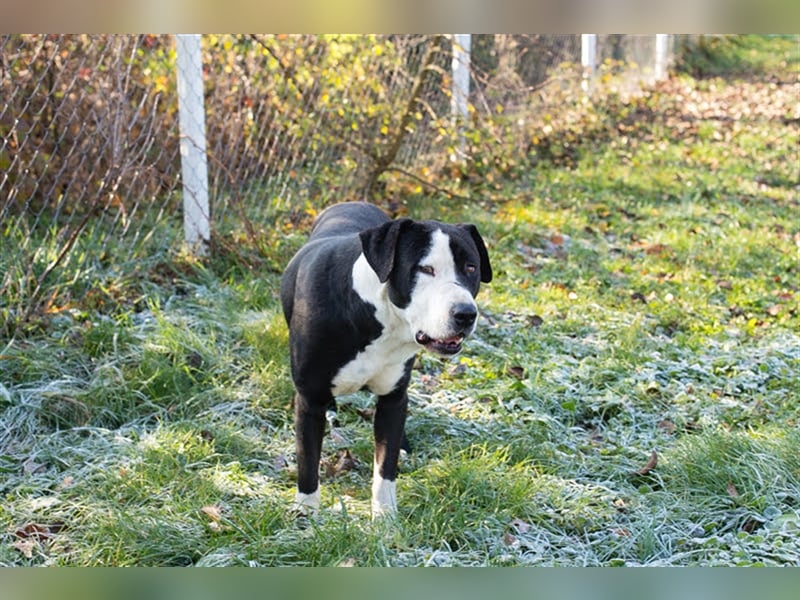 Rocky ist ein Listi und richtig brav und lieb.