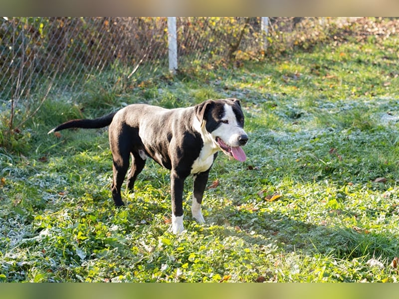 Rocky ist ein Listi und richtig brav und lieb.