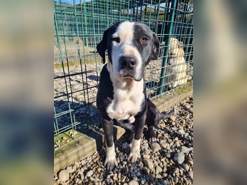 Rocky ist ein Listi und richtig brav und lieb.