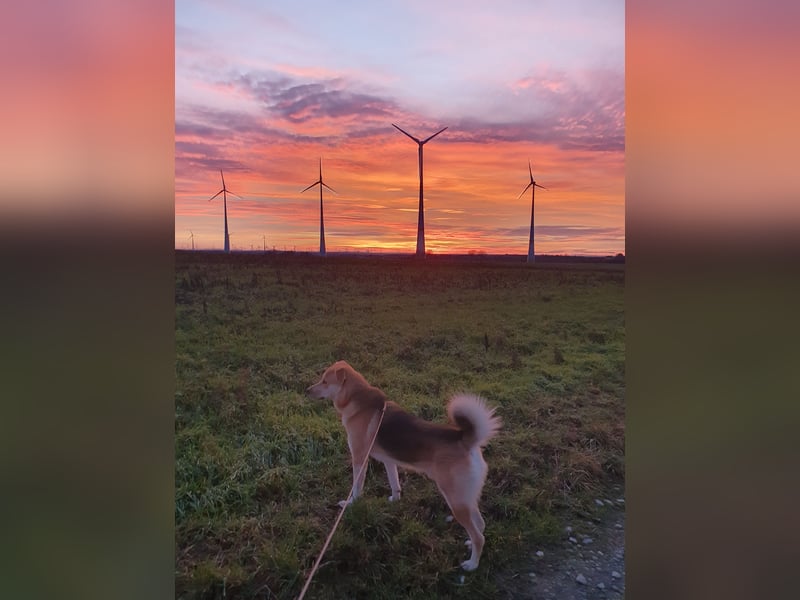 Wir wünschen uns für Toni ein neues Zuhause.