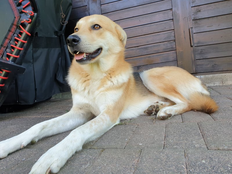 Wir wünschen uns für Toni ein neues Zuhause.