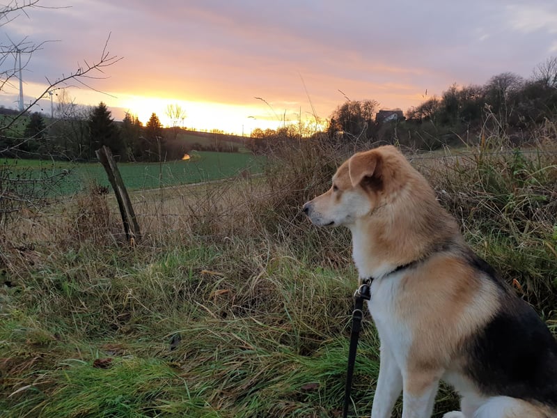 Wir wünschen uns für Toni ein neues Zuhause.