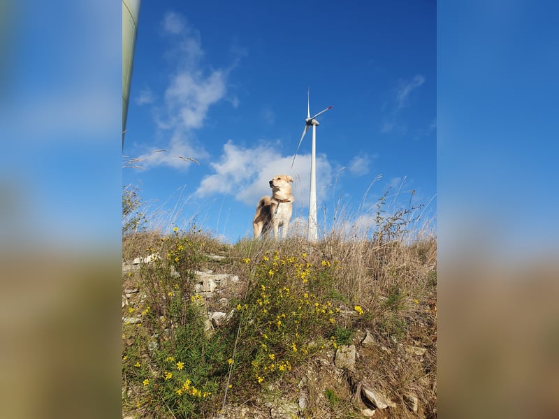 Wir wünschen uns für Toni ein neues Zuhause.