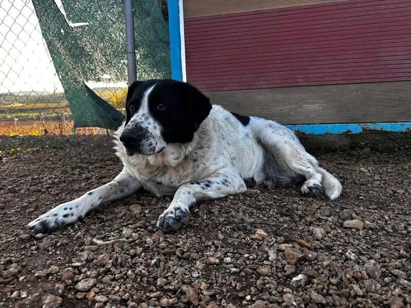 Dacota - gemütlicher Bär sucht Garten oder Bauernhof Dacota - gemütlicher Bär sucht Garten oder Bauernhof