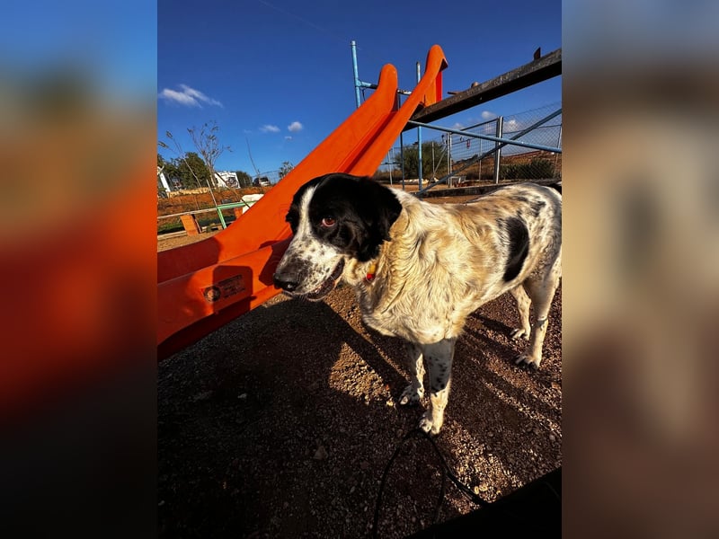 Dacota - gemütlicher Bär sucht Garten oder Bauernhof Dacota - gemütlicher Bär sucht Garten oder Bauernhof
