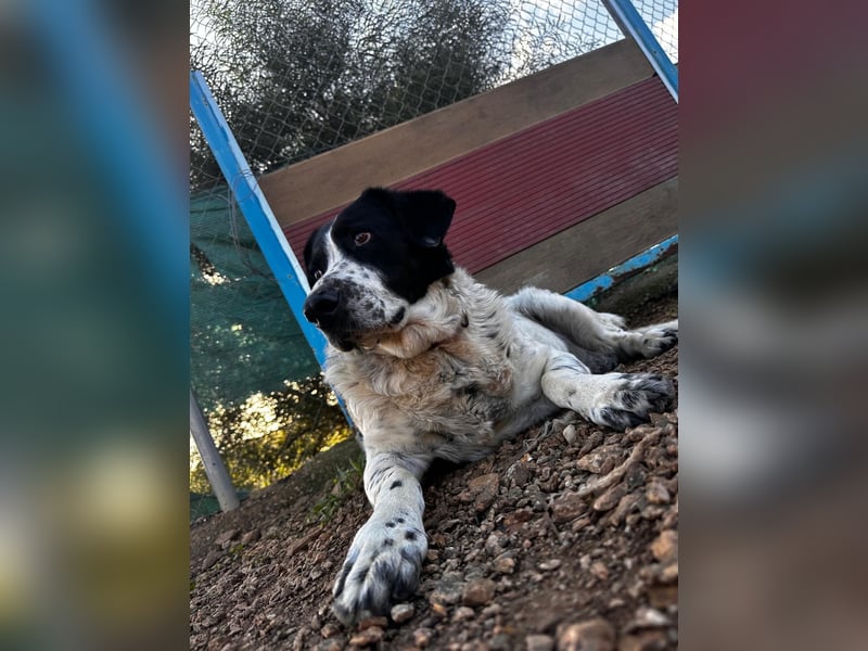 Dacota - gemütlicher Bär sucht Garten oder Bauernhof Dacota - gemütlicher Bär sucht Garten oder Bauernhof