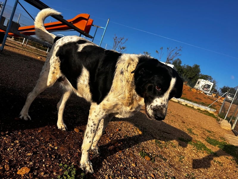 Dacota - gemütlicher Bär sucht Garten oder Bauernhof Dacota - gemütlicher Bär sucht Garten oder Bauernhof