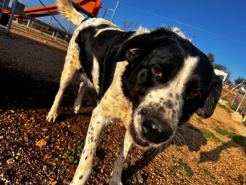 Dacota - gemütlicher Bär sucht Garten oder Bauernhof Dacota - gemütlicher Bär sucht Garten oder Bauernhof