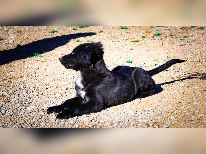 Valiente - mutiger kleiner Kerl sucht sein zu Hause