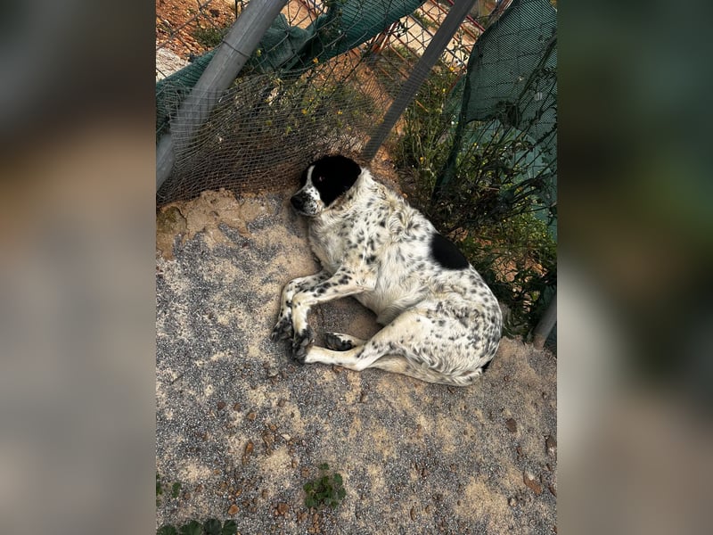 Dacota - gemütlicher Bär sucht Garten oder Bauernhof Dacota - gemütlicher Bär sucht Garten oder Bauernhof