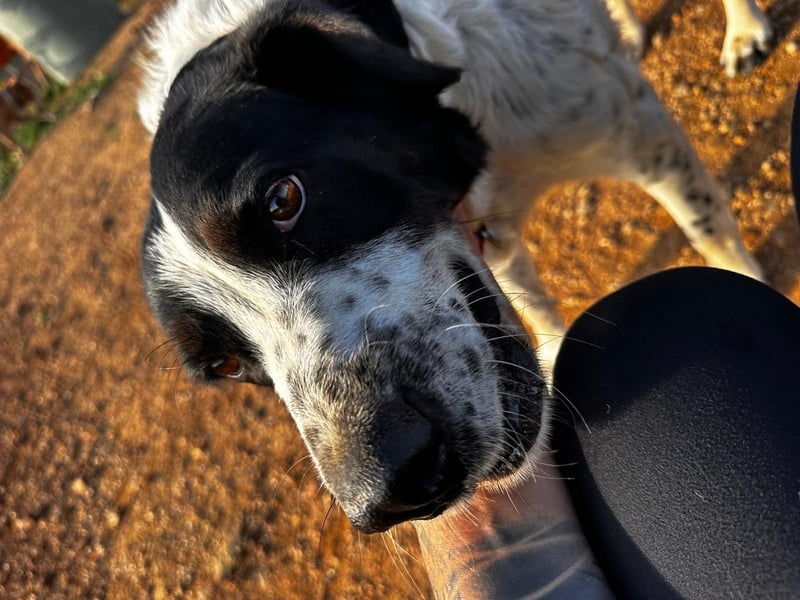 Dacota - gemütlicher Bär sucht Garten oder Bauernhof Dacota - gemütlicher Bär sucht Garten oder Bauernhof