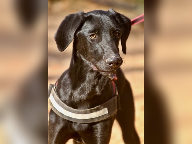 Rayo- freut sich auf ruhige Menschen