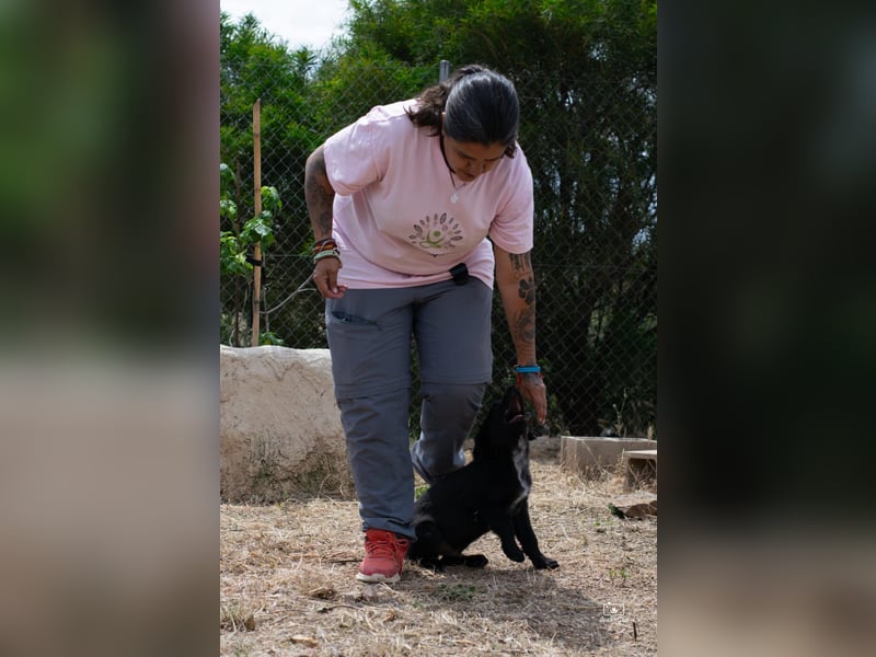 Valiente - mutiger kleiner Kerl sucht sein zu Hause