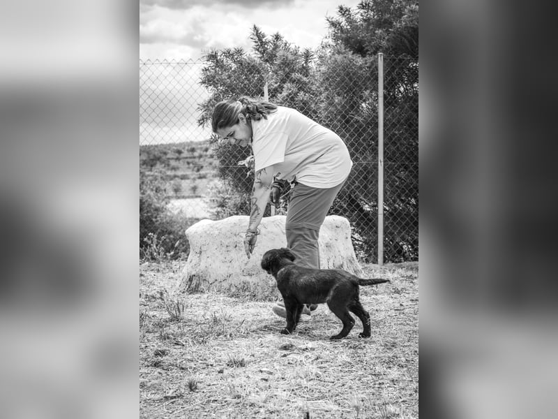 Valiente - mutiger kleiner Kerl sucht sein zu Hause