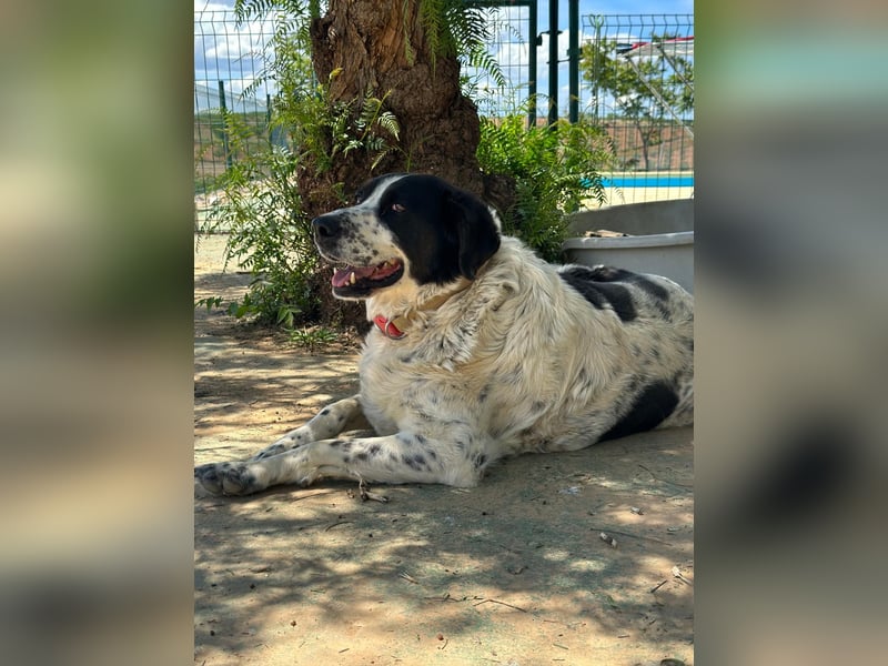 Dacota - gemütlicher Bär sucht Garten oder Bauernhof Dacota - gemütlicher Bär sucht Garten oder Bauernhof