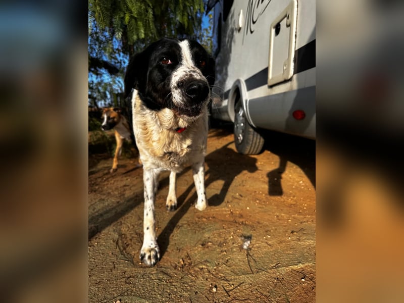 Dacota - gemütlicher Bär sucht Garten oder Bauernhof Dacota - gemütlicher Bär sucht Garten oder Bauernhof