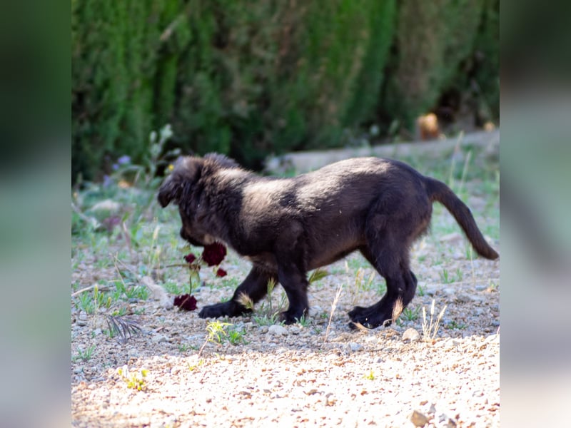 Valiente - mutiger kleiner Kerl sucht sein zu Hause