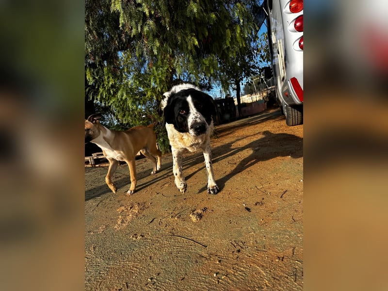 Dacota - gemütlicher Bär sucht Garten oder Bauernhof Dacota - gemütlicher Bär sucht Garten oder Bauernhof
