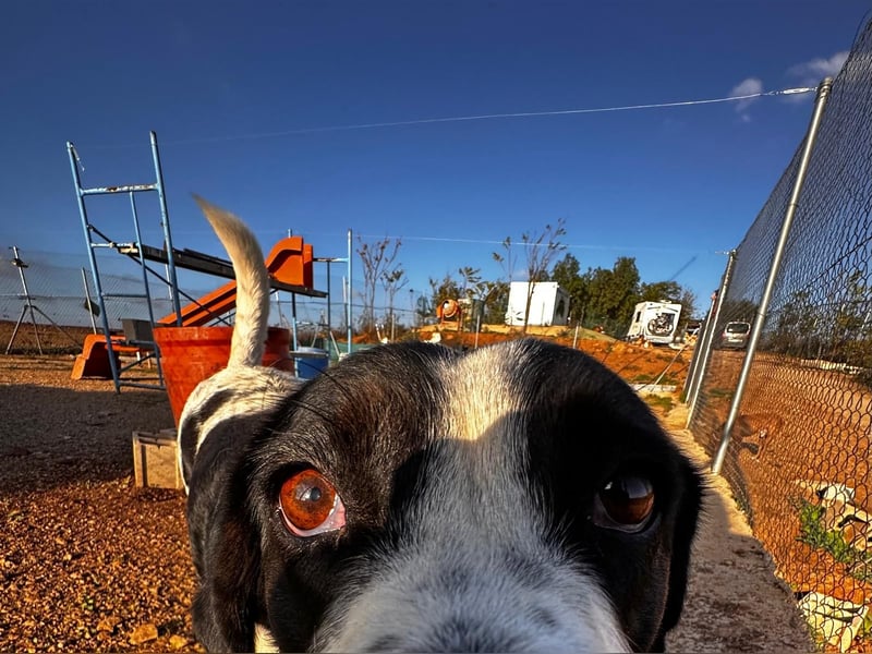 Dacota - gemütlicher Bär sucht Garten oder Bauernhof Dacota - gemütlicher Bär sucht Garten oder Bauernhof