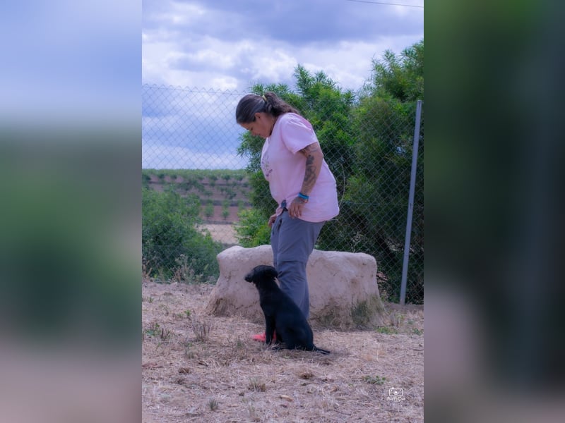 Valiente - mutiger kleiner Kerl sucht sein zu Hause
