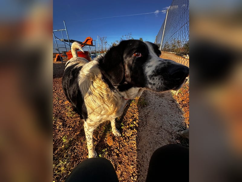 Dacota - gemütlicher Bär sucht Garten oder Bauernhof Dacota - gemütlicher Bär sucht Garten oder Bauernhof