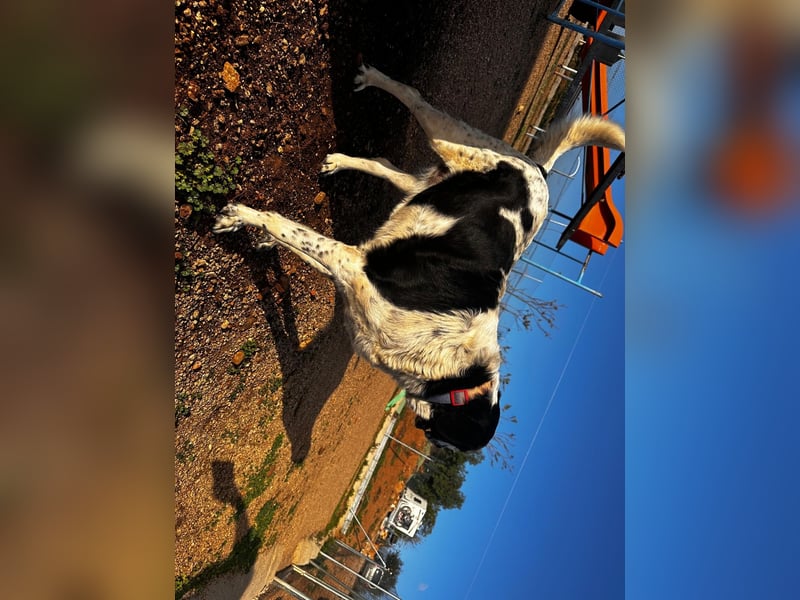 Dacota - gemütlicher Bär sucht Garten oder Bauernhof Dacota - gemütlicher Bär sucht Garten oder Bauernhof