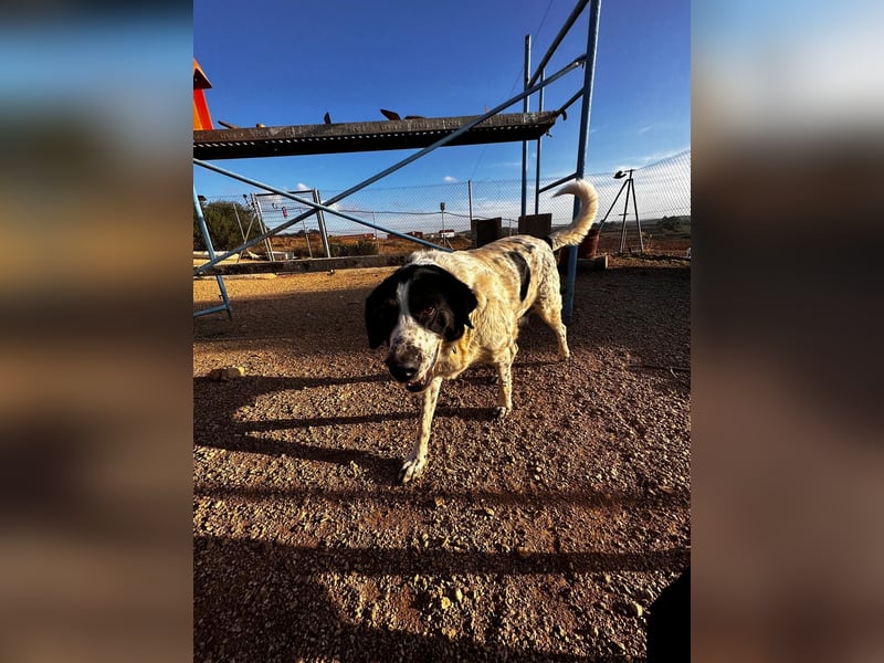 Dacota - gemütlicher Bär sucht Garten oder Bauernhof Dacota - gemütlicher Bär sucht Garten oder Bauernhof