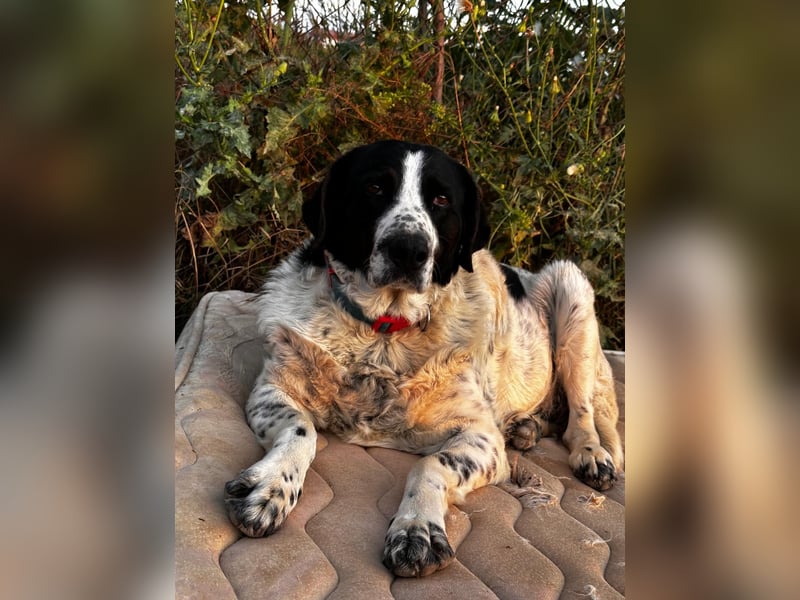 Dacota - gemütlicher Bär sucht Garten oder Bauernhof Dacota - gemütlicher Bär sucht Garten oder Bauernhof