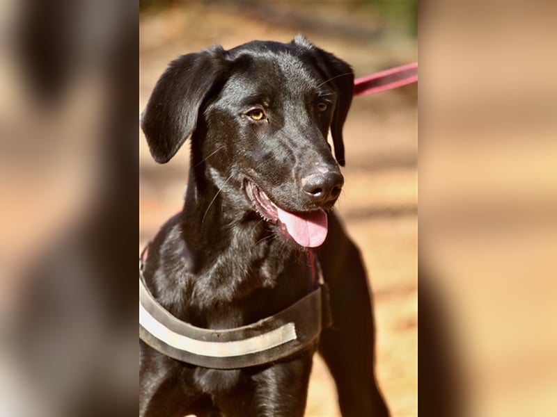 Rayo- freut sich auf ruhige Menschen