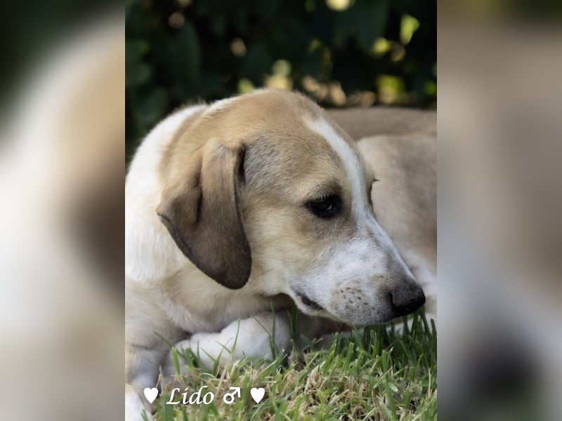 Liana, Lico und Lido suchen ein Zuhause