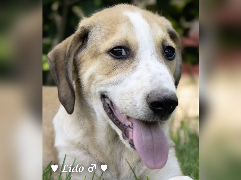 Liana, Lico und Lido suchen ein Zuhause