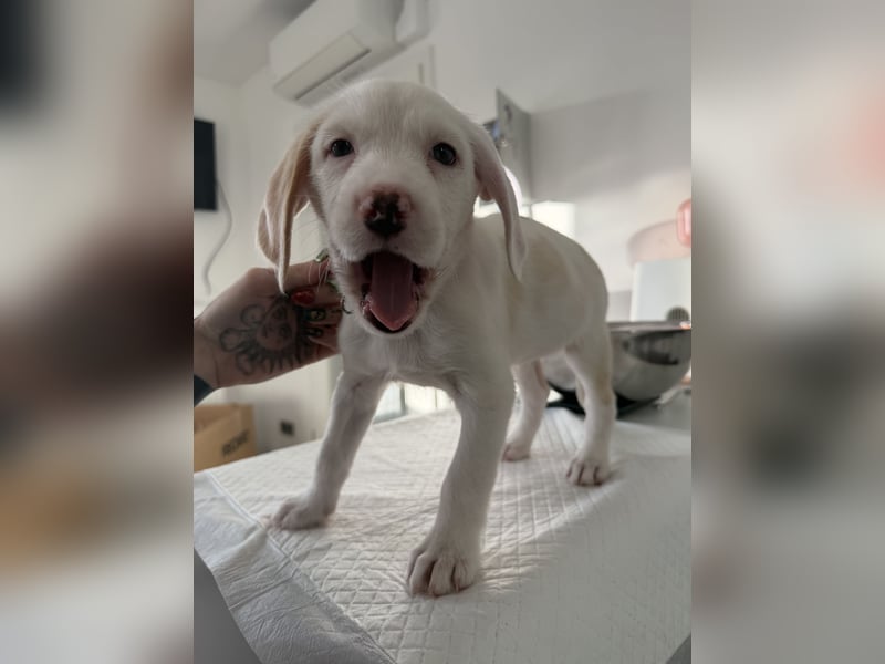 Im Westerwald zu besuchen: Zehn kleine Leben suchen ihr Für-immer-Zuhause