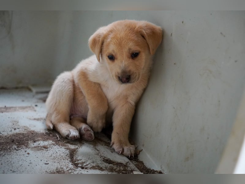 Kira, Kalle, Kasper und Karim suchen ein Zuhause