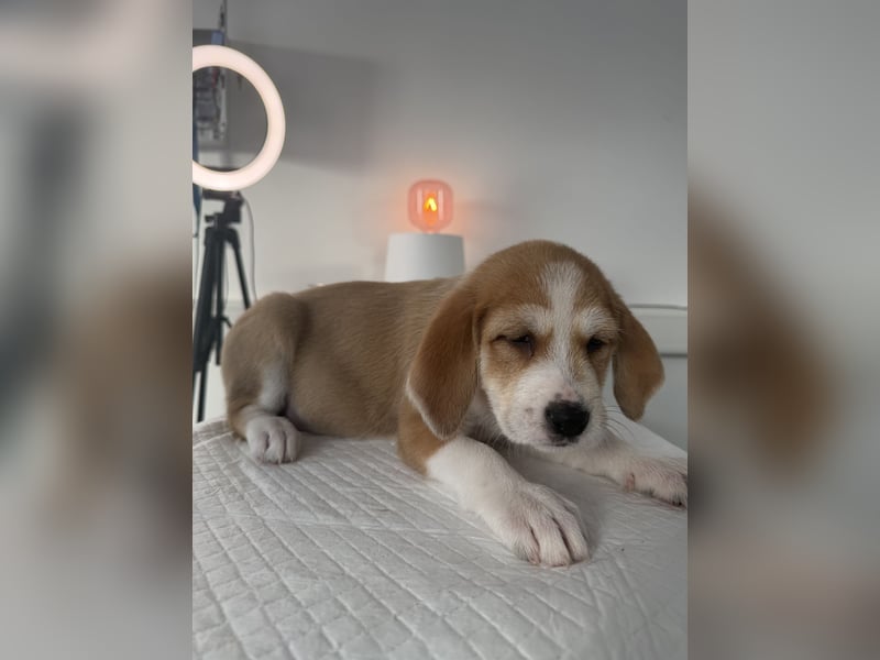 Im Westerwald zu besuchen: Zehn kleine Leben suchen ihr Für-immer-Zuhause