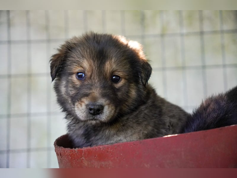 Kira, Kalle, Kasper und Karim suchen ein Zuhause