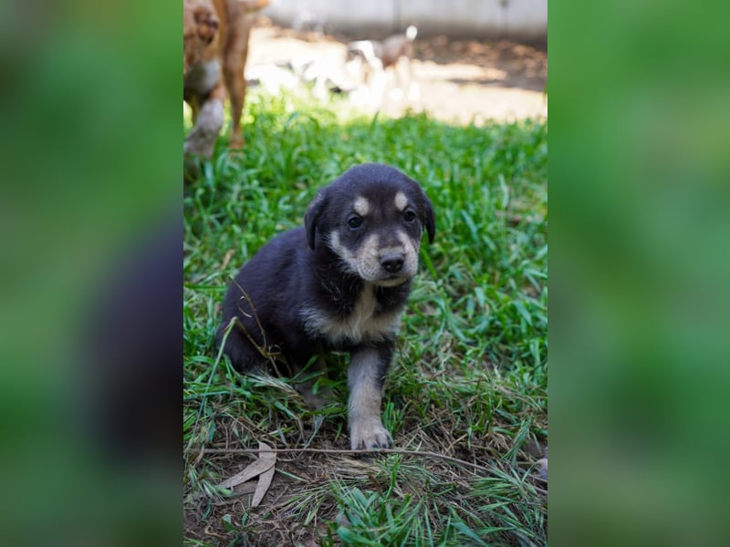 Kira, Kalle, Kasper und Karim suchen ein Zuhause