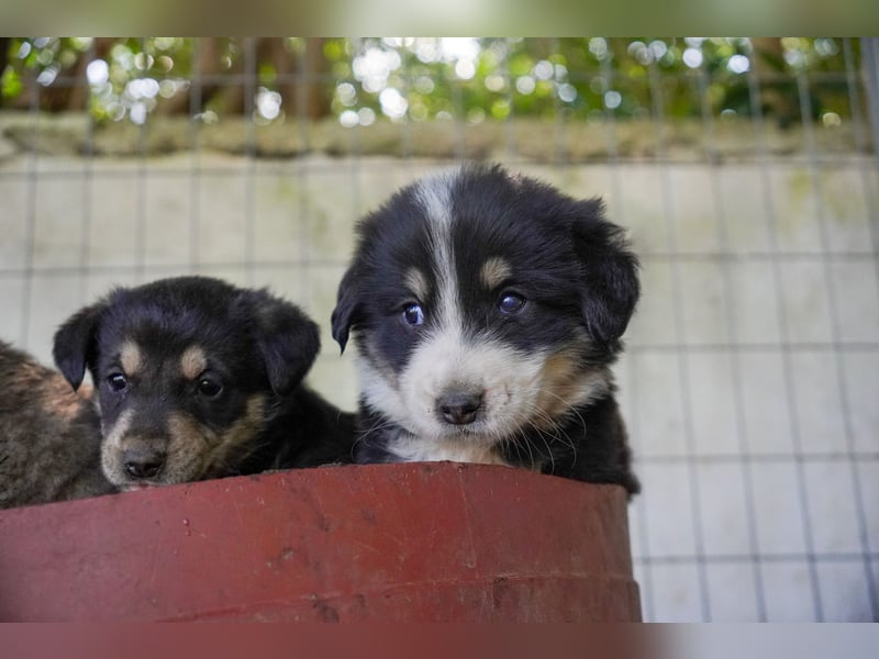 Kira, Kalle, Kasper und Karim suchen ein Zuhause