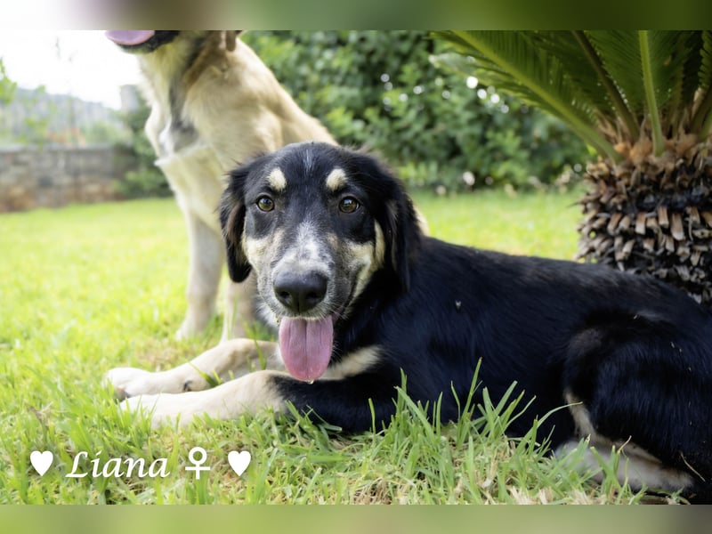 Liana, Lico und Lido suchen ein Zuhause