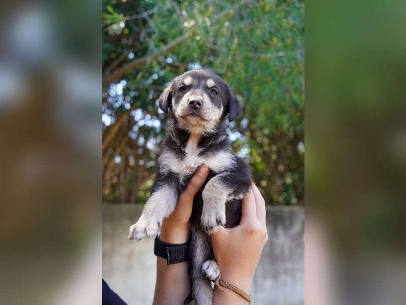 Kira, Kalle, Kasper und Karim suchen ein Zuhause