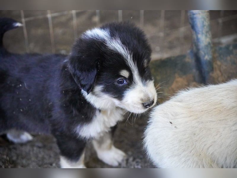 Kira, Kalle, Kasper und Karim suchen ein Zuhause