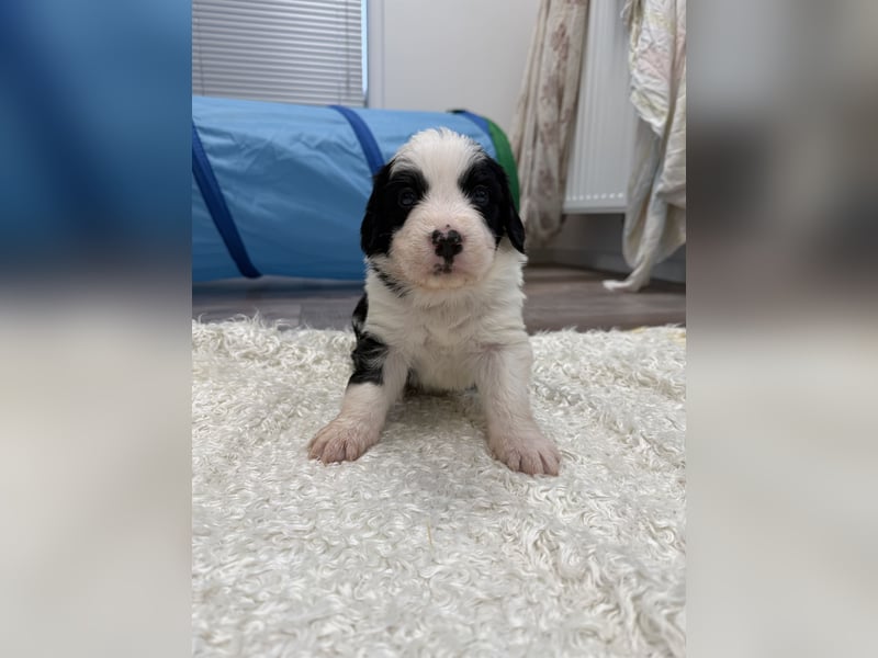 Im Westerwald zu besuchen: Zehn kleine Leben suchen ihr Für-immer-Zuhause