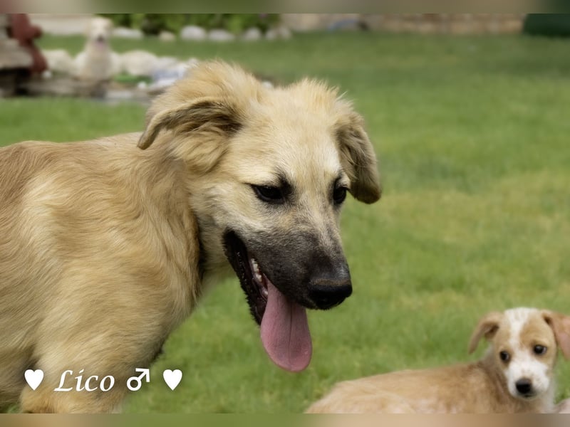 Liana, Lico und Lido suchen ein Zuhause