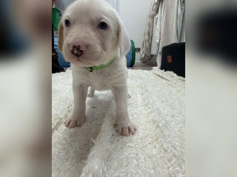 Im Westerwald zu besuchen: Zehn kleine Leben suchen ihr Für-immer-Zuhause