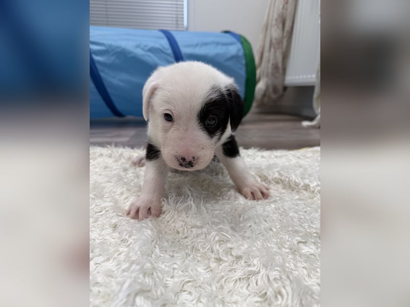 Im Westerwald zu besuchen: Zehn kleine Leben suchen ihr Für-immer-Zuhause