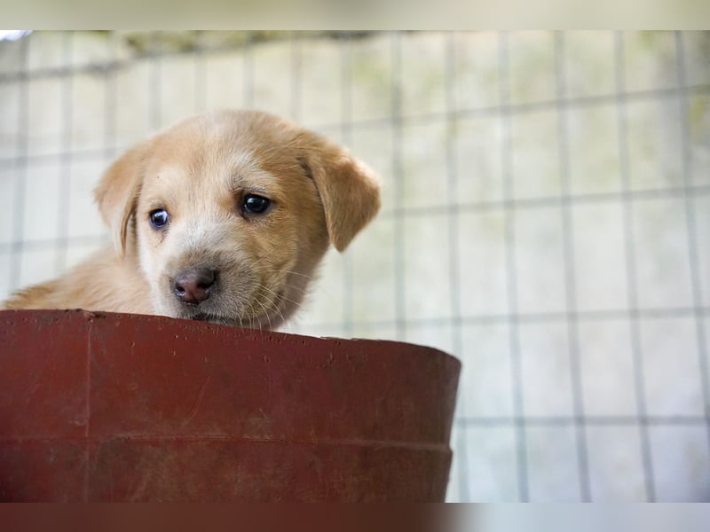 Kira, Kalle, Kasper und Karim suchen ein Zuhause