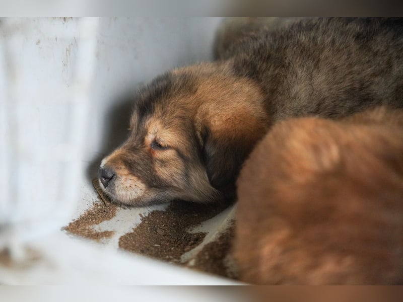 Kira, Kalle, Kasper und Karim suchen ein Zuhause
