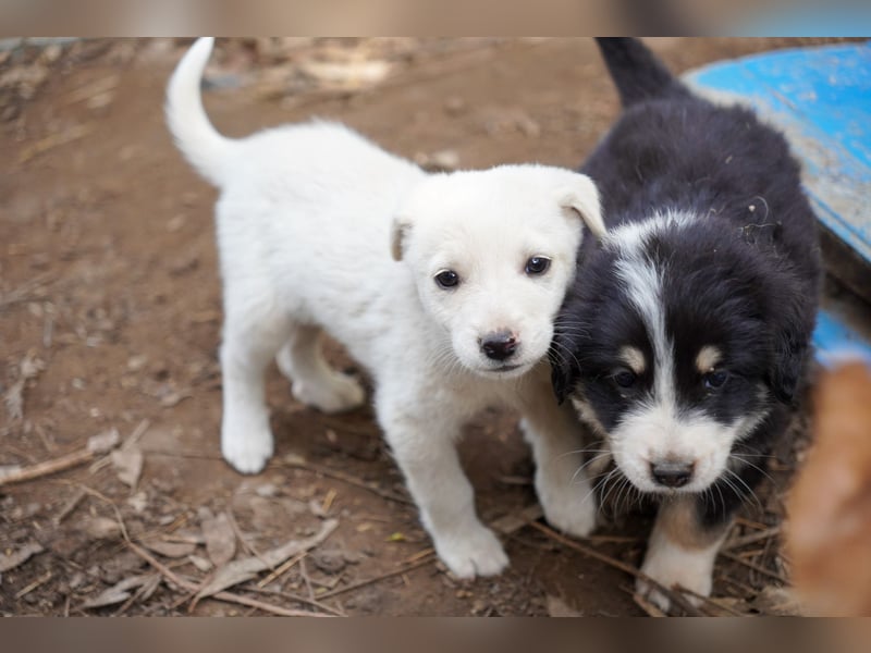 Kira, Kalle, Kasper und Karim suchen ein Zuhause