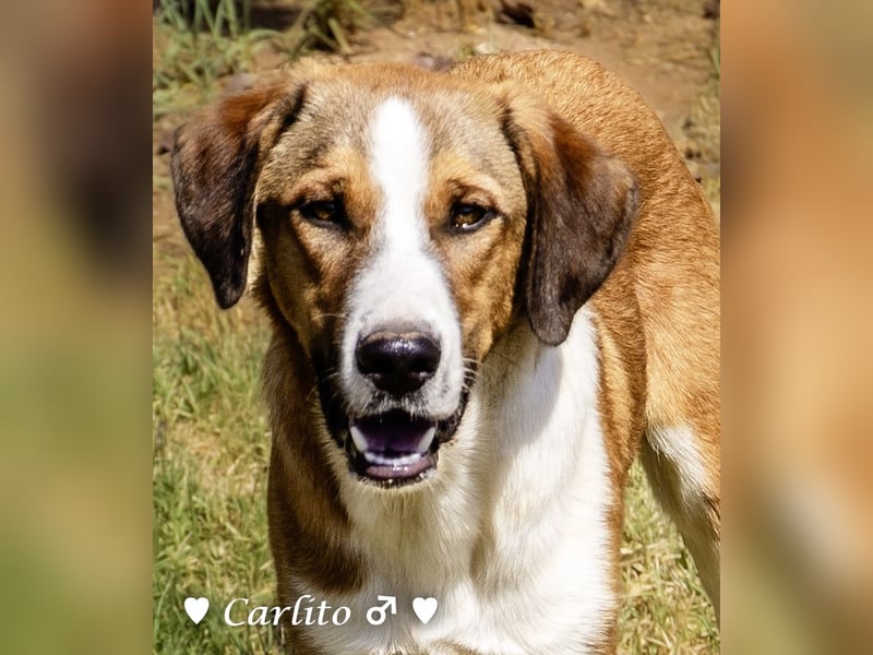 Carlito, Scippy und Kea auf der Suche nach ihrer Familie Carlito, Scippy und Kea auf der Suche nach ihrer Familie