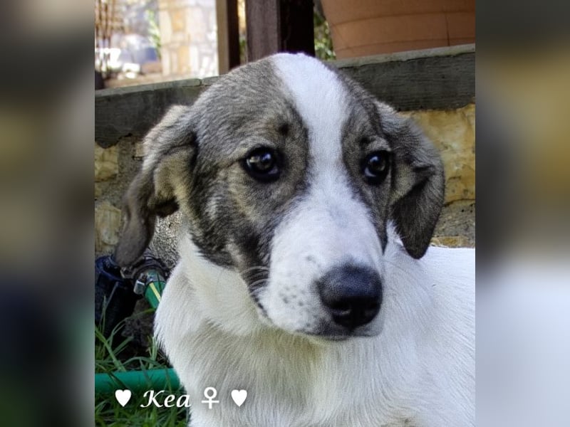 Kea  und Kay auf der Suche nach ihrer Familie
